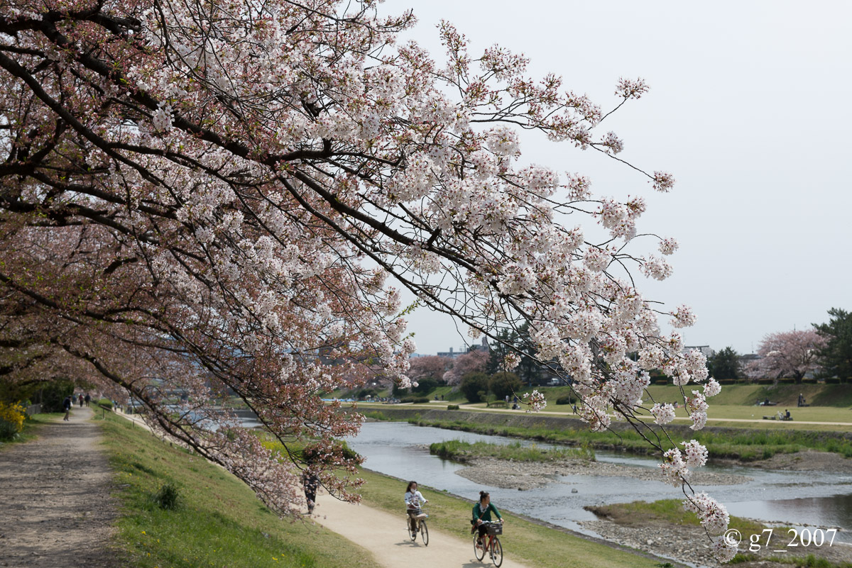 2014 桜 〜賀茂川〜　その1　_f0152550_22362886.jpg