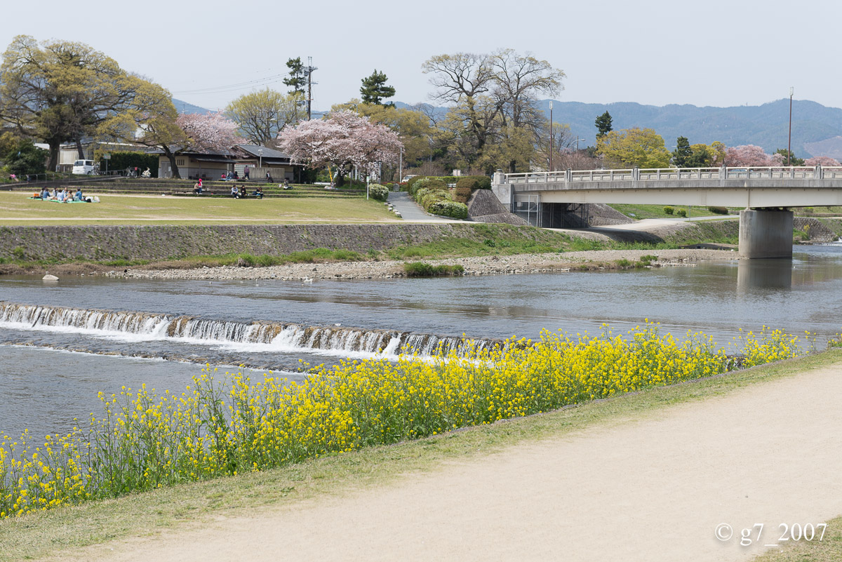 2014 桜 〜賀茂川〜　その1　_f0152550_2237391.jpg