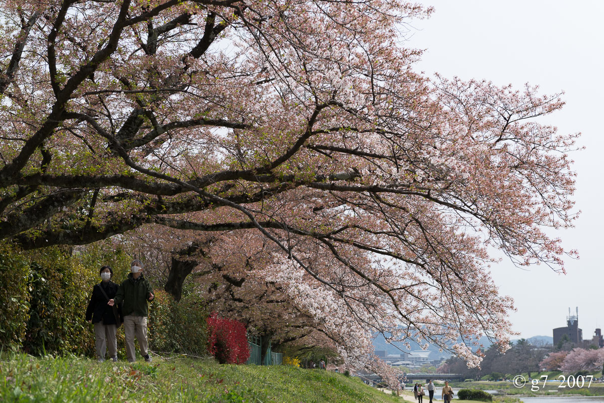 2014 桜 〜賀茂川〜　その1　_f0152550_22375914.jpg