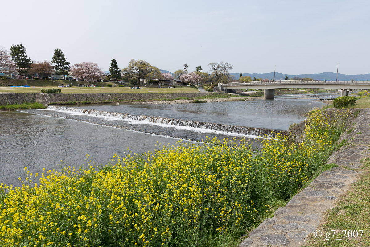 2014 桜 〜賀茂川〜　その1　_f0152550_22401767.jpg