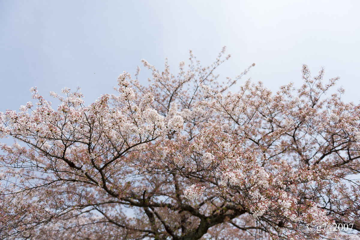 2014 桜 〜賀茂川〜　その1　_f0152550_22414579.jpg