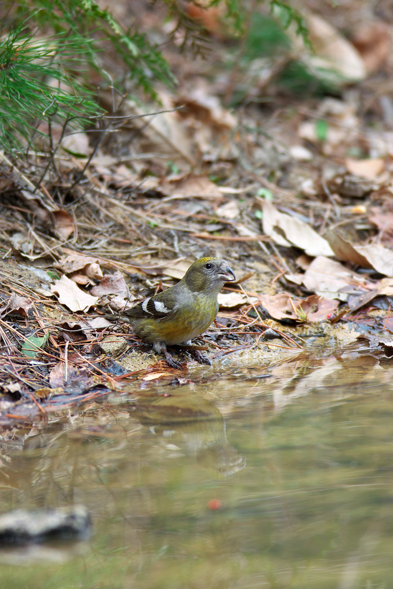 ナキイスカ（Two-barred Crossbill）　♀_d0013455_12250097.jpg