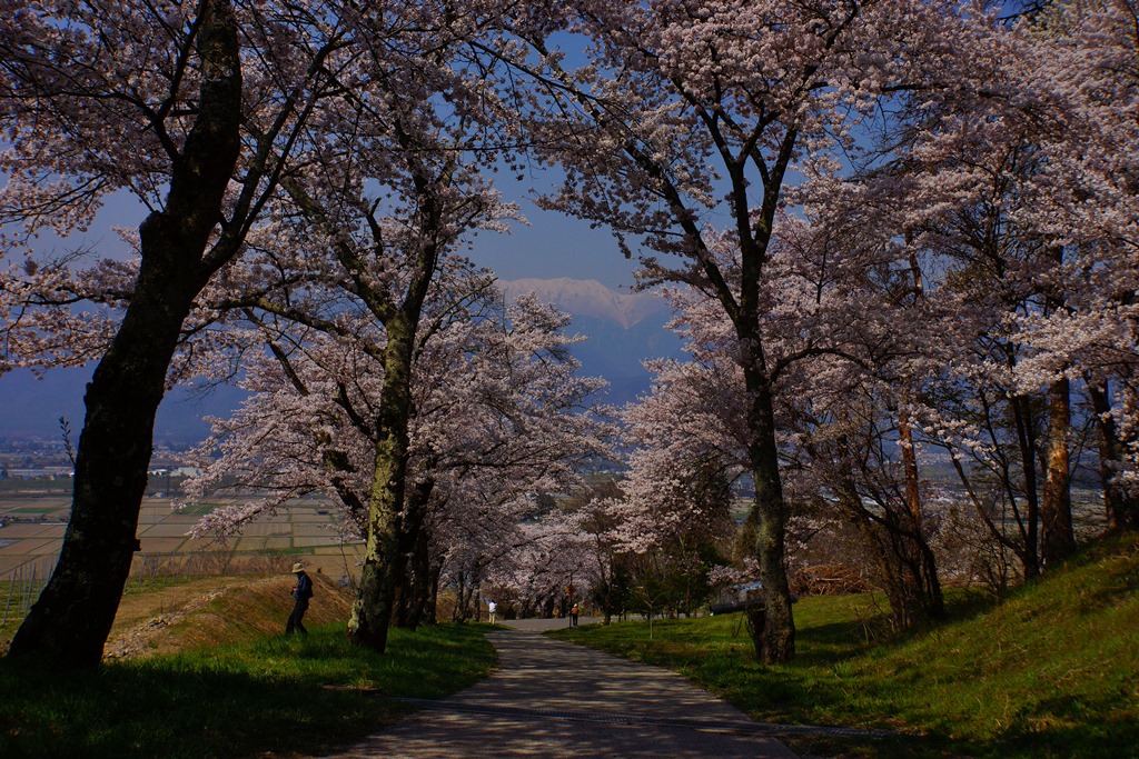 row of cherry trees(長野県池田町　鵜山の桜並木）_e0223456_9424920.jpg