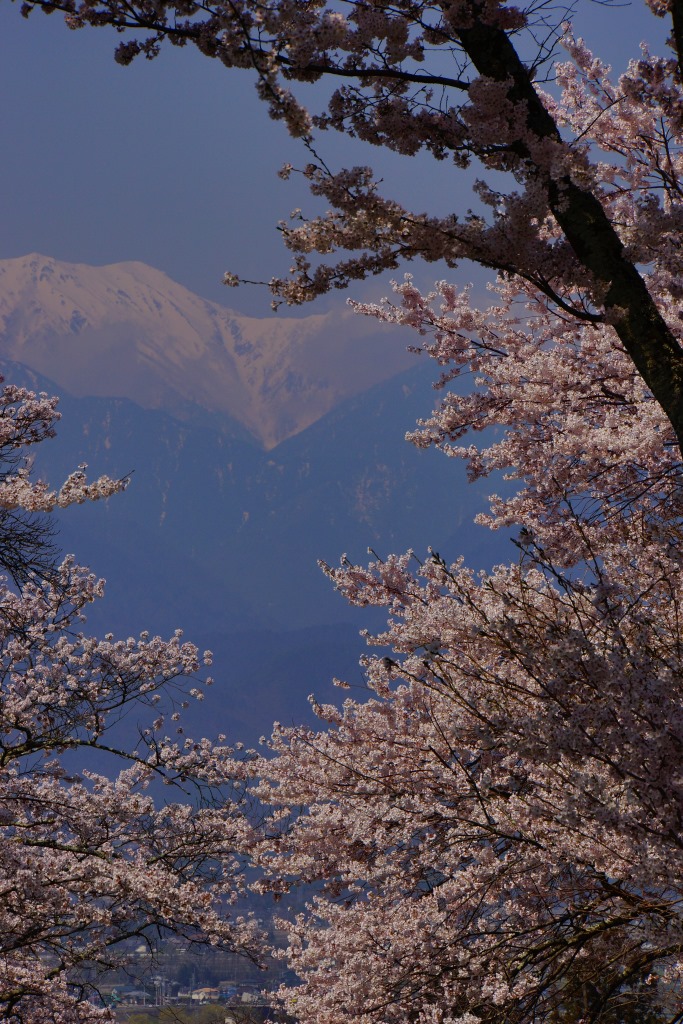 row of cherry trees(長野県池田町　鵜山の桜並木）_e0223456_9495322.jpg