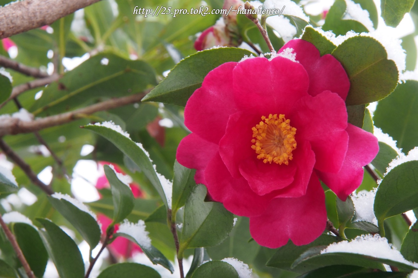 山茶花と椿の壁紙でぇ～す！_f0033856_10425860.jpg