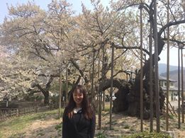 日本三大桜 樹齢約2000年日本最古の桜_f0109257_559423.jpg