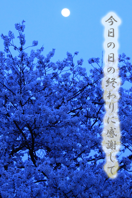 月と桜_a0267861_20424616.jpg