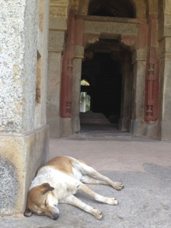 インドの旅.1. ”犬たち”_f0248564_20292871.jpg