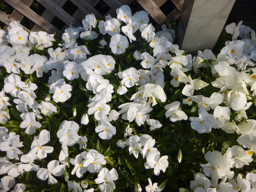 パンジー花盛り_f0205367_1918287.jpg