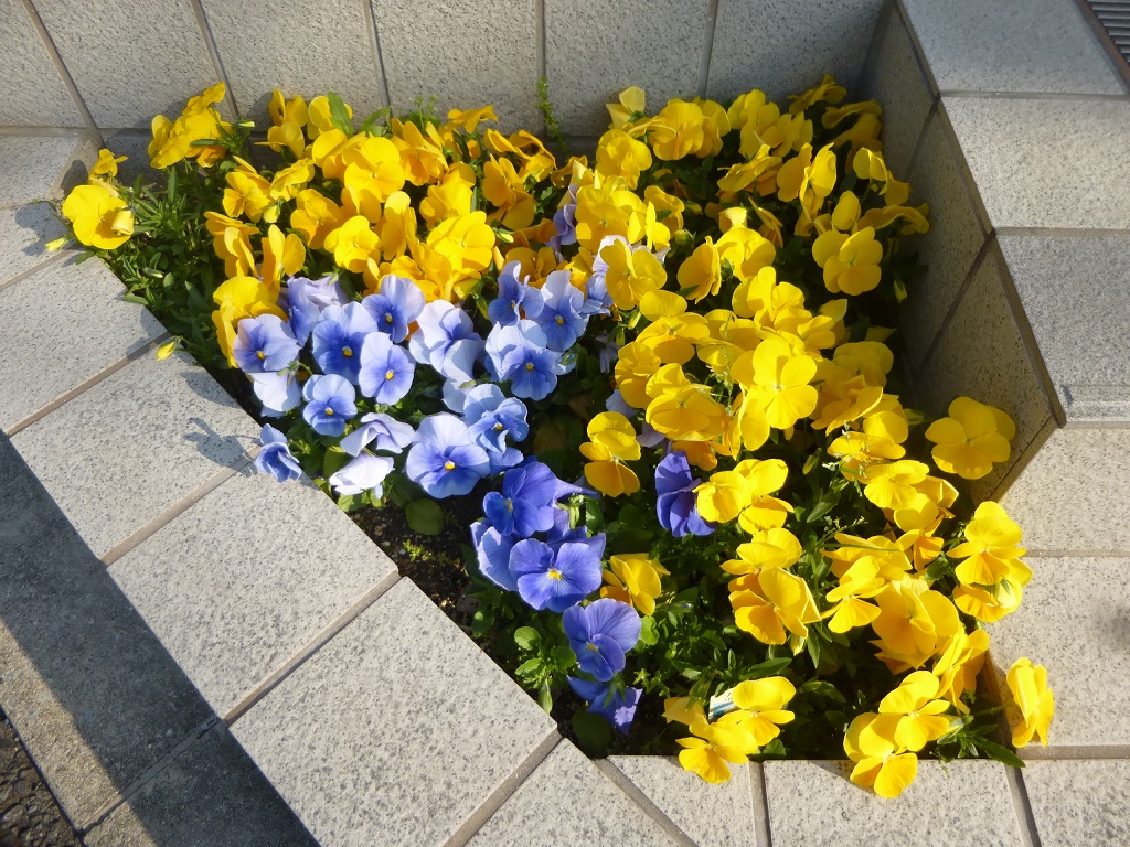 パンジー花盛り_f0205367_19205363.jpg