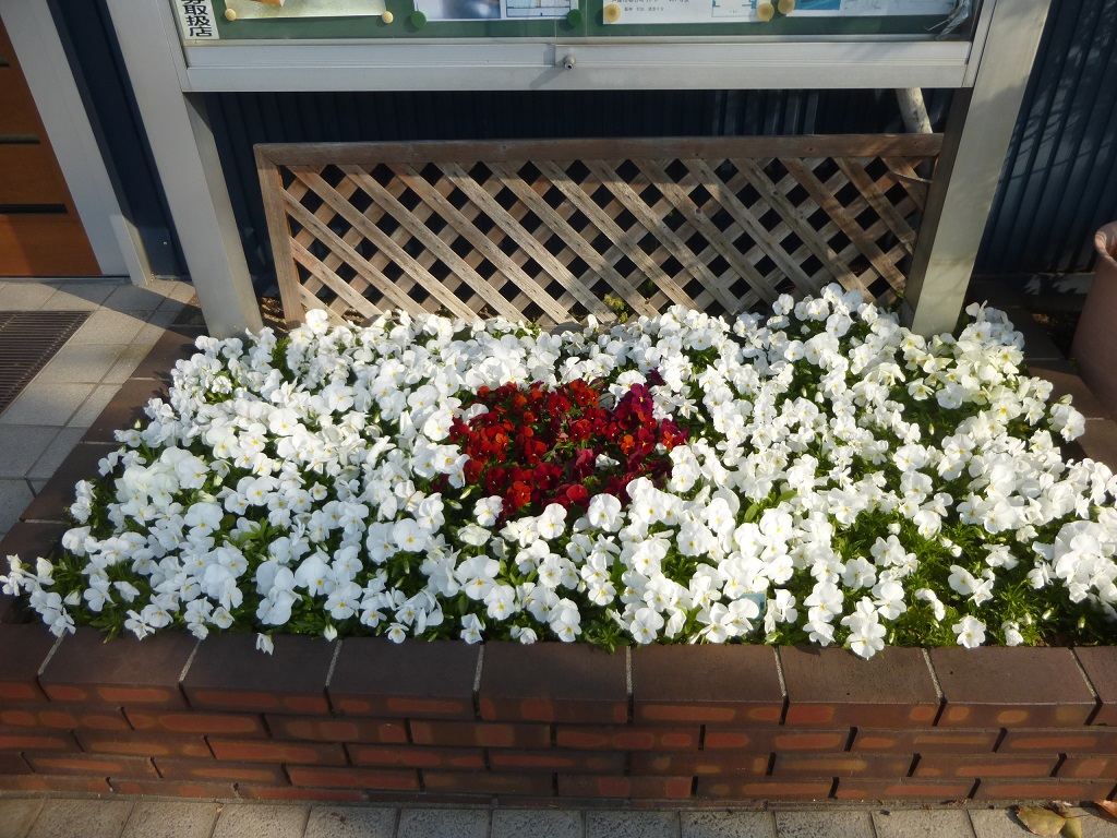 パンジー花盛り_f0205367_19222640.jpg