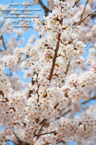 桜の写真2014_c0039271_206473.jpg