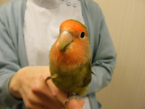 ヒナちゃん、チリちゃん☆_c0231772_18285578.jpg