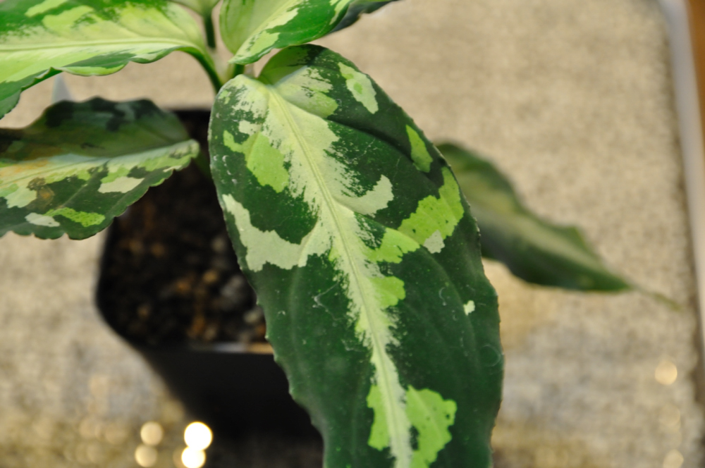 Aglaonema pictum zettacolor “鏡花水月”【LA0913-1ss Aglaonema pictum zettacolor “鏡花水月”【LA0913-1ss