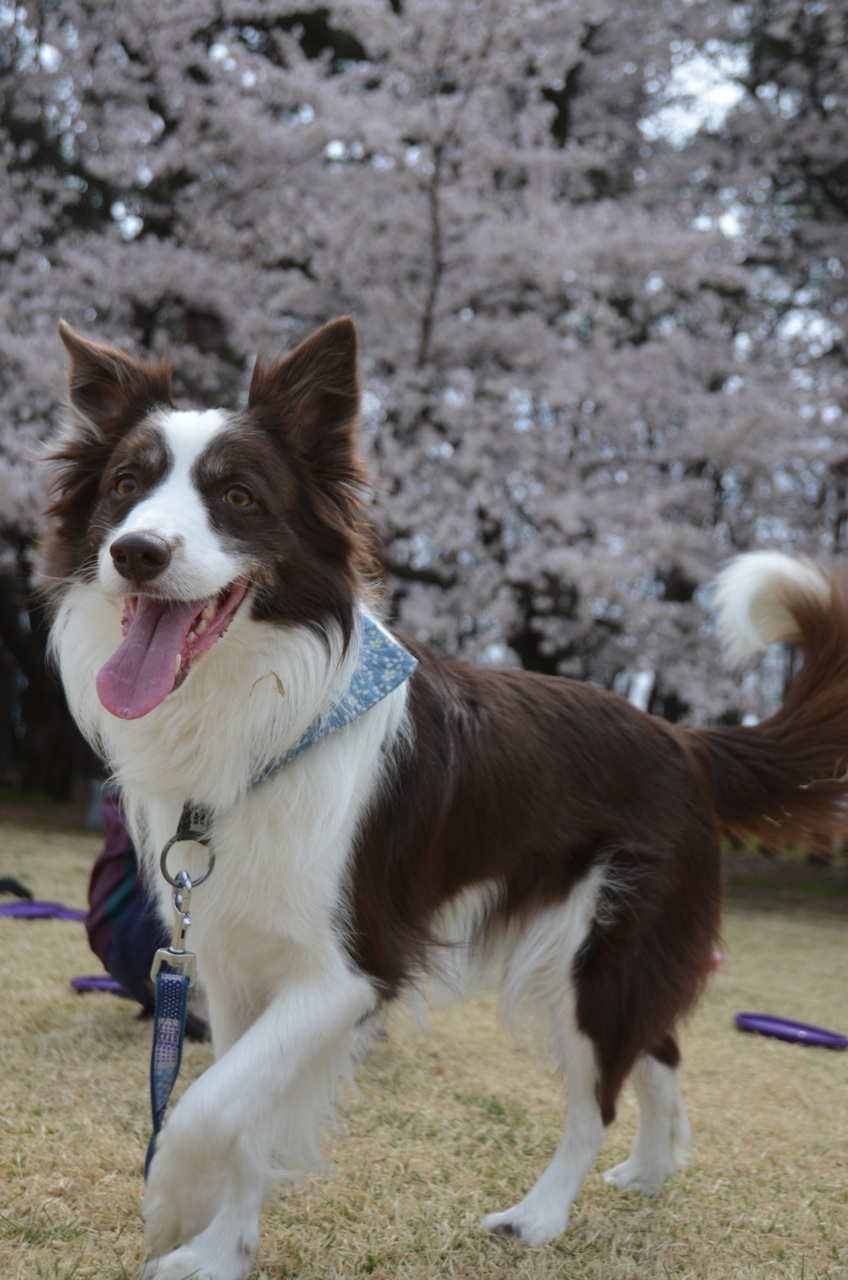 スカイパークの桜と東京もも_c0268774_71249.jpg