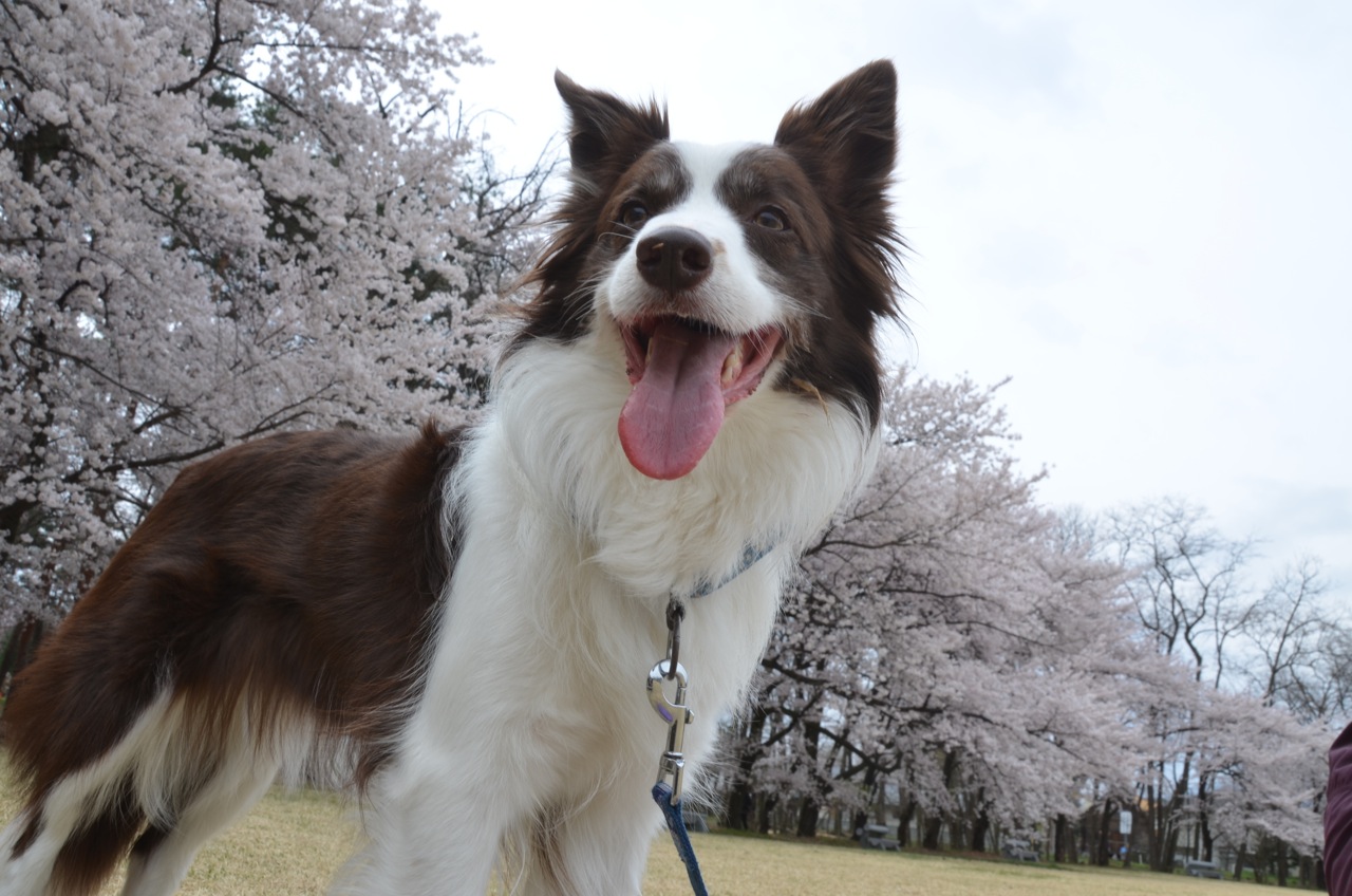 スカイパークの桜と東京もも_c0268774_71764.jpg