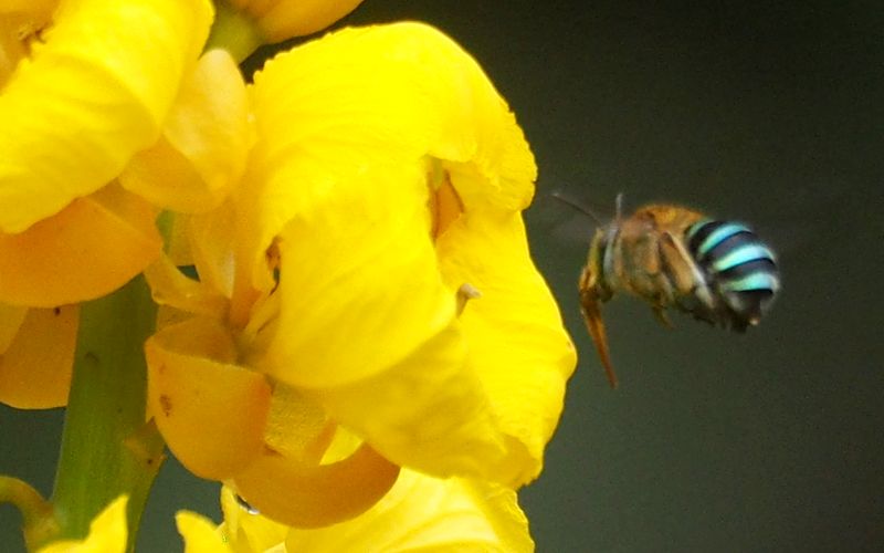 （２０）　スガマ川河畔の草地で見たその他の虫たち_b0108186_222320.jpg