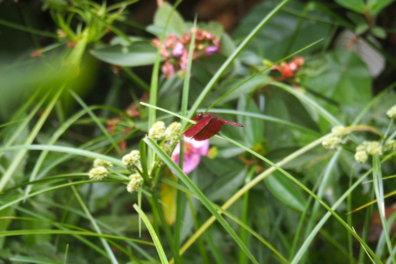 （２０）　スガマ川河畔の草地で見たその他の虫たち_b0108186_222384.jpg