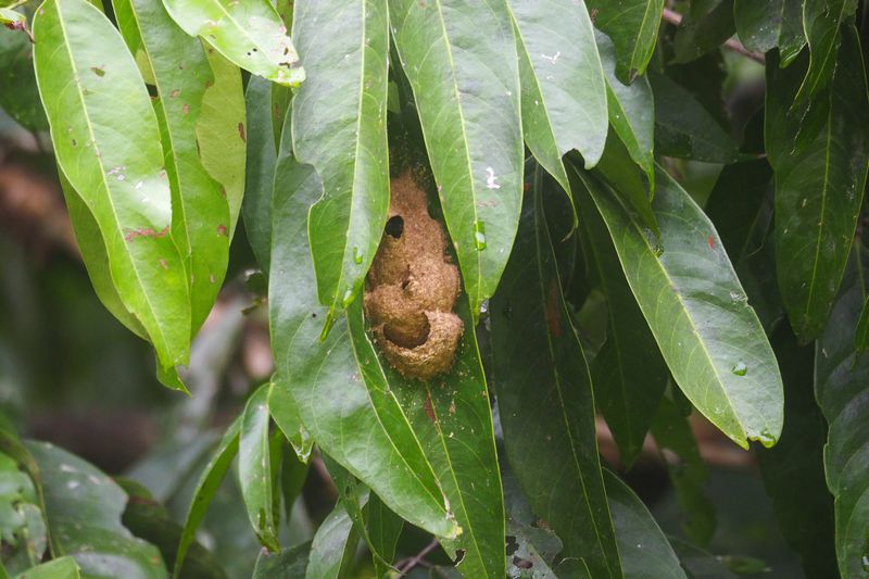 （２０）　スガマ川河畔の草地で見たその他の虫たち_b0108186_2225262.jpg