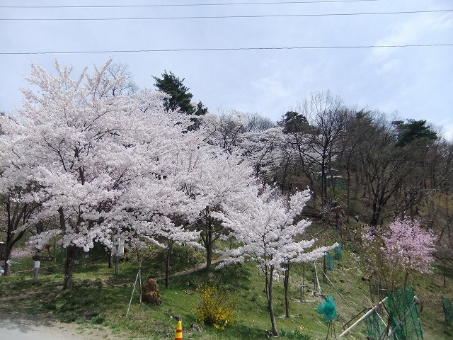 光城山の桜_b0112186_2144094.jpg