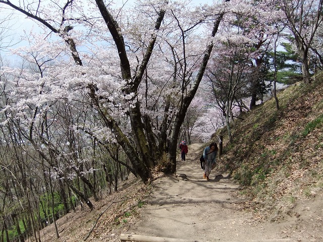 光城山の桜_b0112186_2210029.jpg