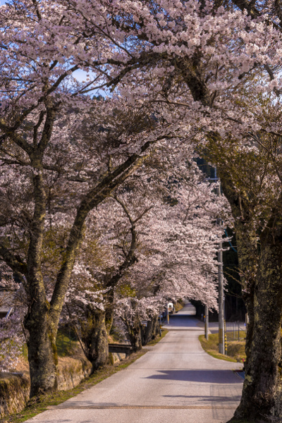 常照皇寺_e0051888_6394172.jpg