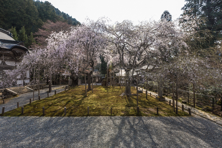 常照皇寺_e0051888_640525.jpg