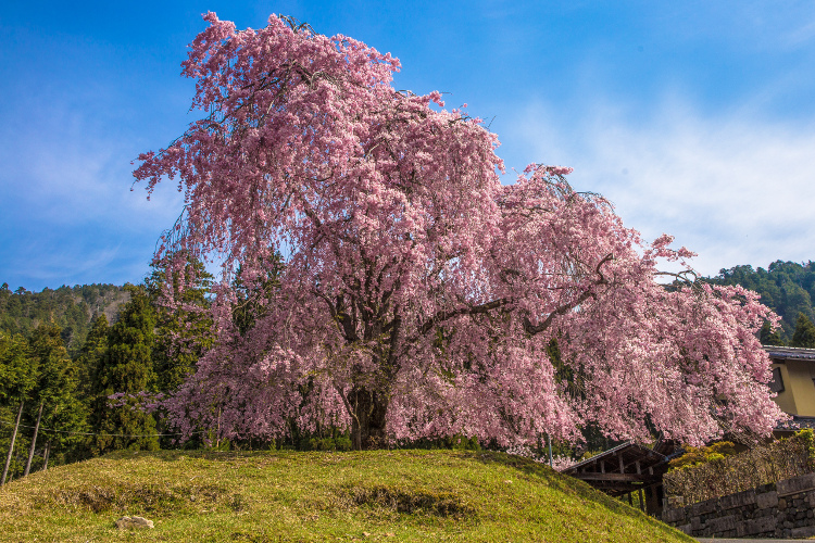 常照皇寺_e0051888_640614.jpg