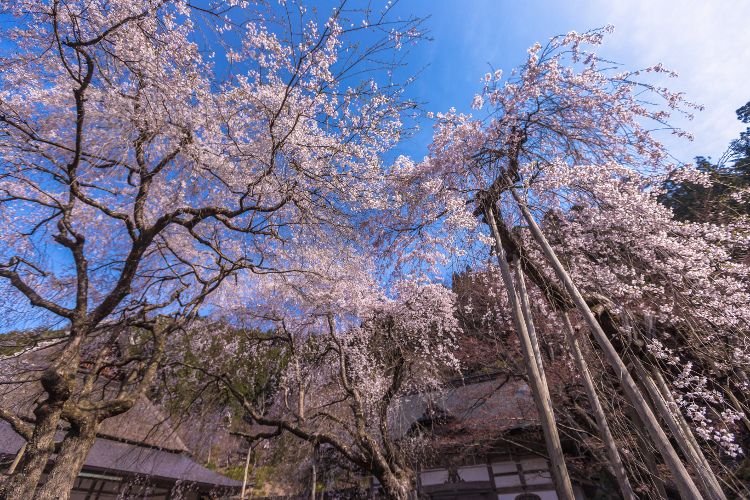 常照皇寺_e0051888_6412338.jpg