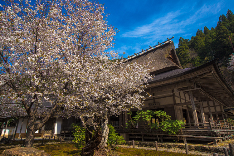 常照皇寺_e0051888_641361.jpg