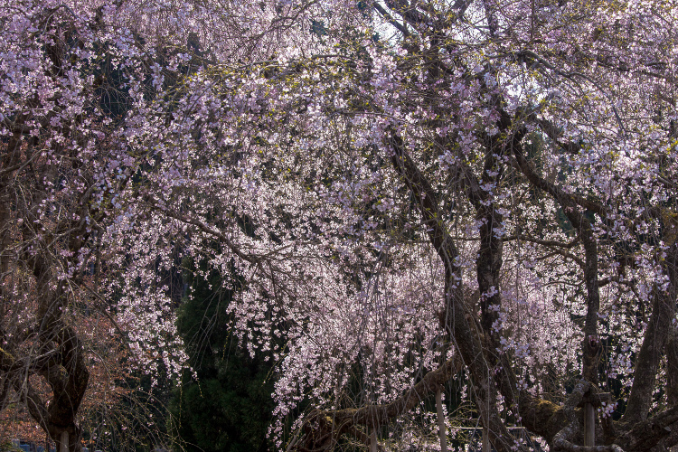 常照皇寺_e0051888_641892.jpg