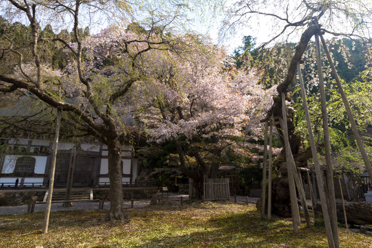 常照皇寺_e0051888_731365.jpg