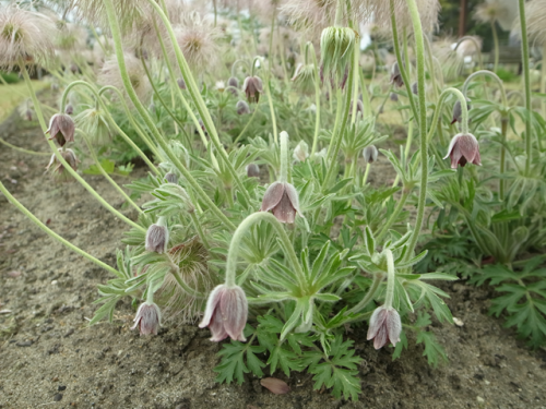 オキナグサ(翁草)を見に、エーザイの薬草園_e0271890_21194452.png