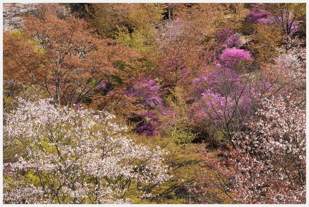 吉野山の桜　その3_e0207391_18463518.jpg