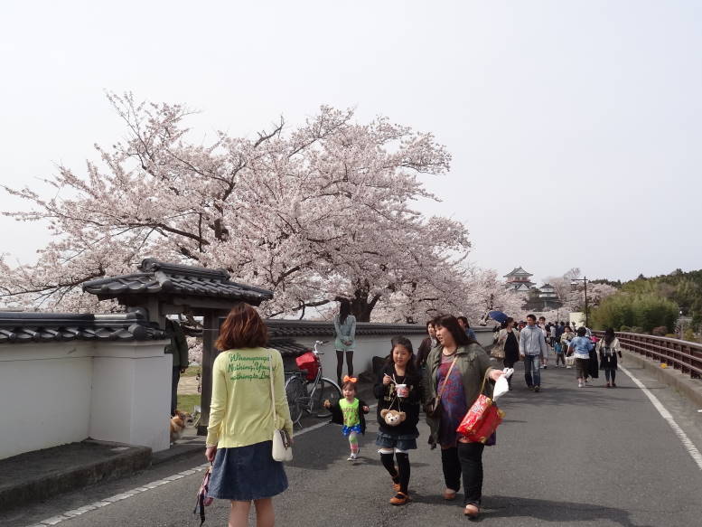 桜真っ最中！涌谷町の東北輓馬競技大会に行った_f0075595_054575.jpg