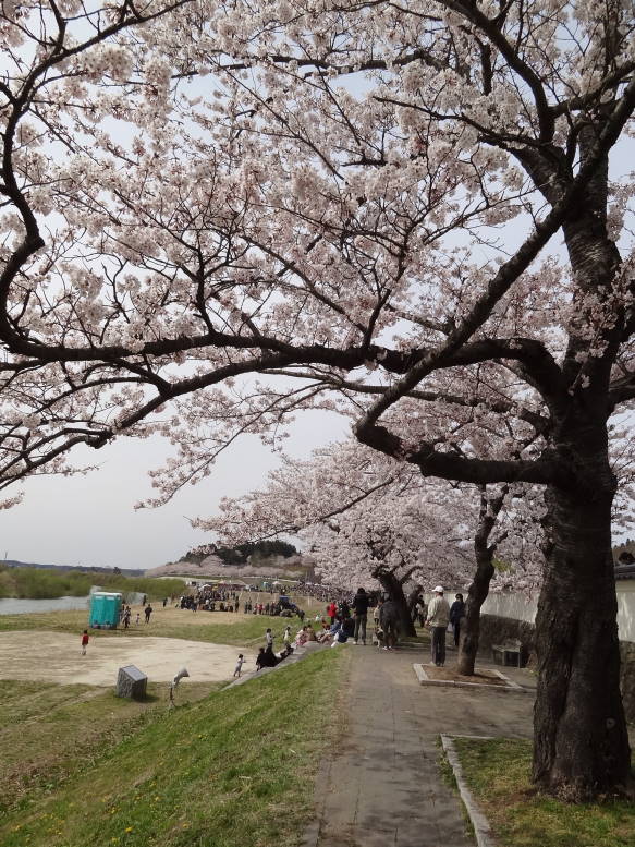 桜真っ最中！涌谷町の東北輓馬競技大会に行った_f0075595_0552962.jpg