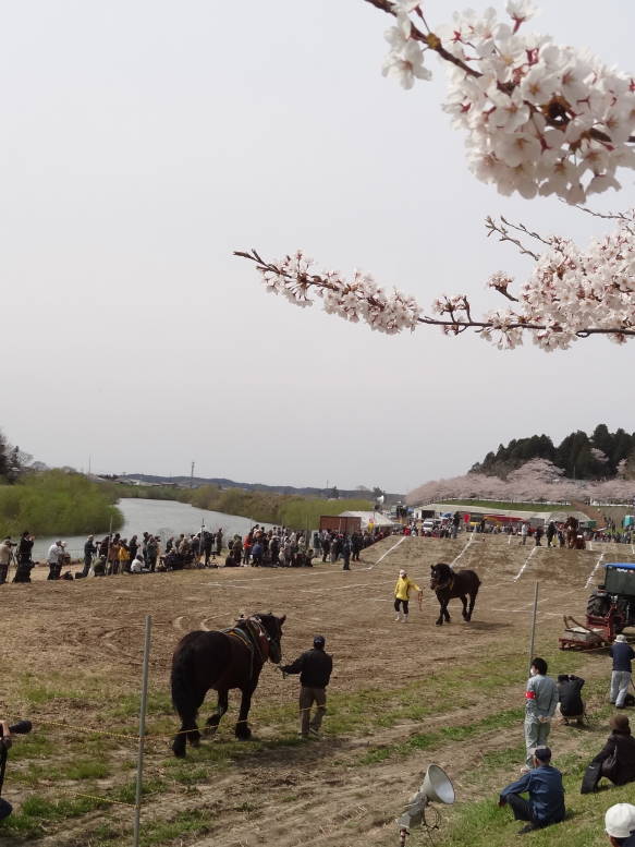 桜真っ最中！涌谷町の東北輓馬競技大会に行った_f0075595_0555797.jpg