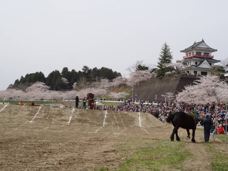 桜真っ最中！涌谷町の東北輓馬競技大会に行った_f0075595_0562222.jpg