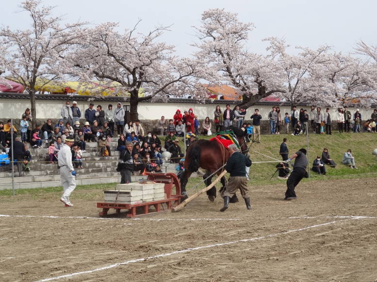 桜真っ最中！涌谷町の東北輓馬競技大会に行った_f0075595_0572288.jpg