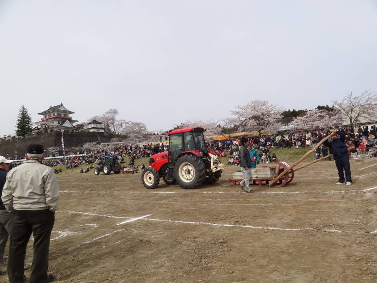 桜真っ最中！涌谷町の東北輓馬競技大会に行った_f0075595_0594516.jpg