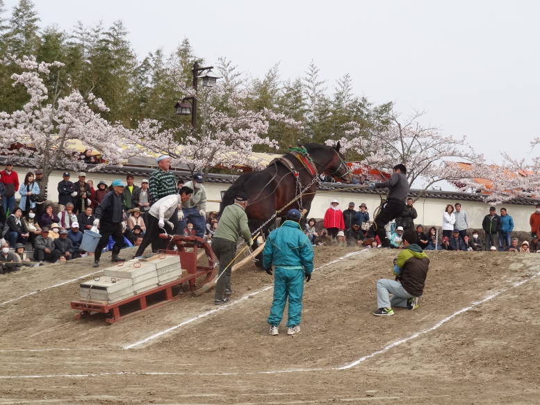 桜真っ最中！涌谷町の東北輓馬競技大会に行った_f0075595_1105634.jpg