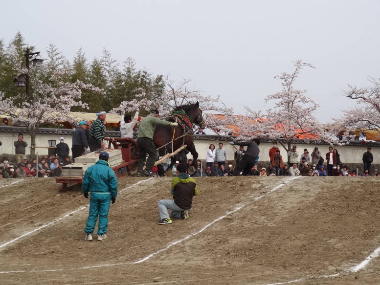 桜真っ最中！涌谷町の東北輓馬競技大会に行った_f0075595_111469.jpg