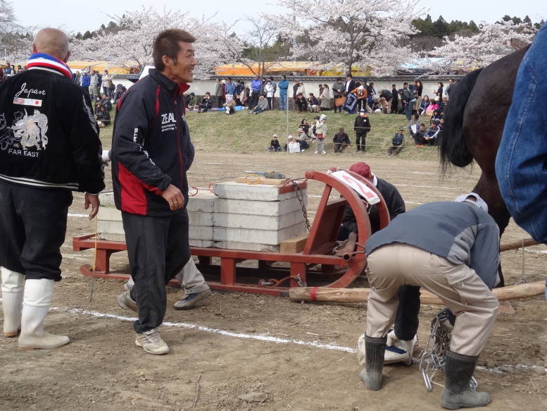 桜真っ最中！涌谷町の東北輓馬競技大会に行った_f0075595_1143162.jpg