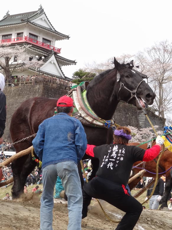 桜真っ最中！涌谷町の東北輓馬競技大会に行った_f0075595_114999.jpg