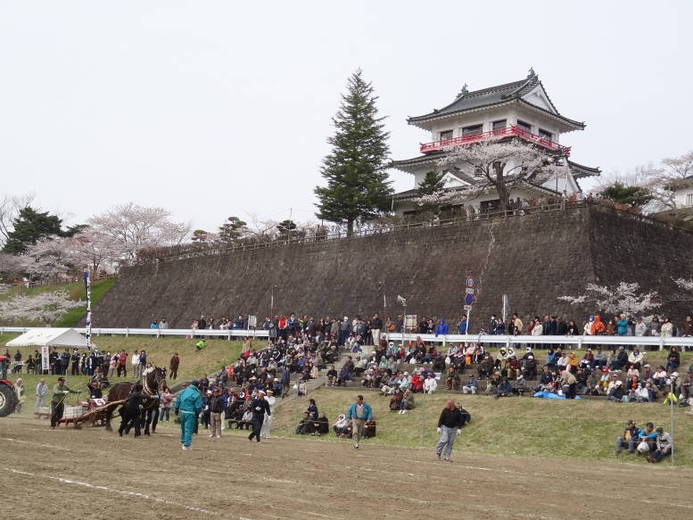 桜真っ最中！涌谷町の東北輓馬競技大会に行った_f0075595_122166.jpg