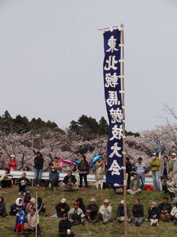 桜真っ最中！涌谷町の東北輓馬競技大会に行った_f0075595_12616.jpg