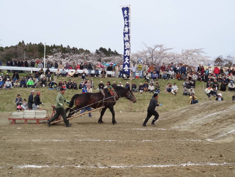 桜真っ最中！涌谷町の東北輓馬競技大会に行った_f0075595_133675.jpg