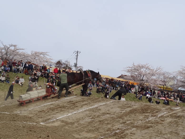 桜真っ最中！涌谷町の東北輓馬競技大会に行った_f0075595_14675.jpg