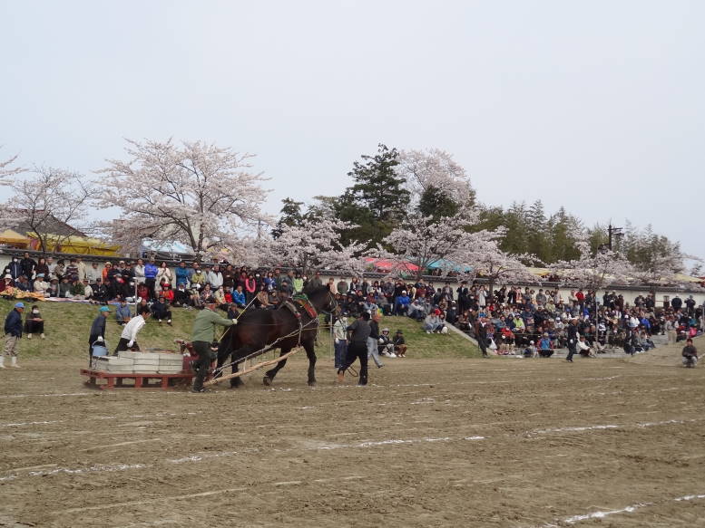 桜真っ最中！涌谷町の東北輓馬競技大会に行った_f0075595_154034.jpg