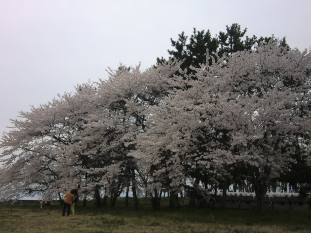 琵琶湖を渡って海津大崎の桜を見る_b0044296_22575540.jpg